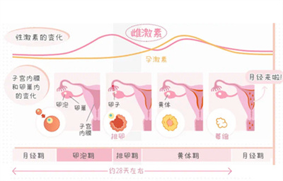 橄榄树生命|子宫内膜和卵巢的变化