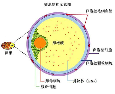 想知道胚胎发育潜能？答案藏在孕前这 90 天里|卵泡液的成分