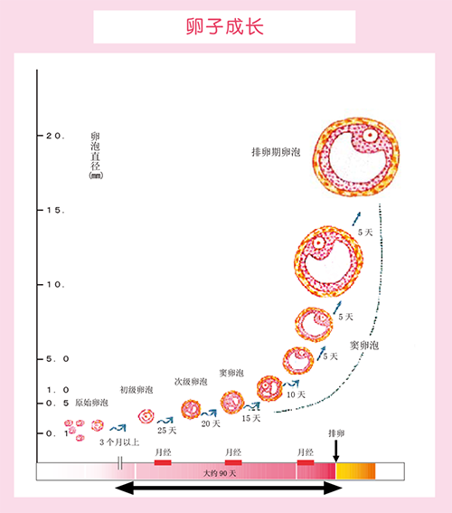 想知道胚胎发育潜能？答案藏在孕前这 90 天里