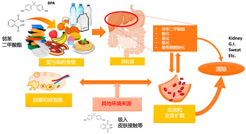 控糖控到崩溃，卵泡还是长不好？你可能漏了这个最隐蔽的“升糖刺客”！