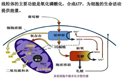 精子质量居然跟着季节变?6步抓住蓄力黄金窗,备孕事半功倍!