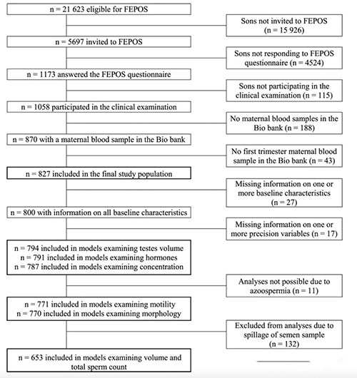 孕期缺少这种营养,子代男性生育隐患增加 60%!