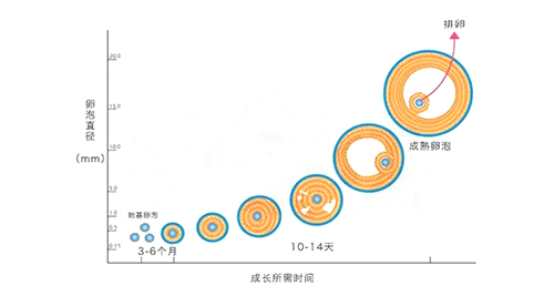 过了40岁AMH低就不好怀？错！忽略这一点，你可能白白焦虑了