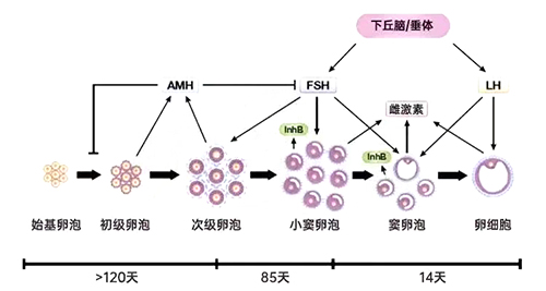 过了40岁AMH低就不好怀？错！忽略这一点，你可能白白焦虑了