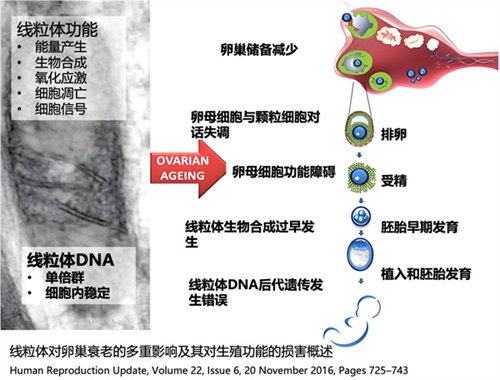 过了40岁AMH低就不好怀？错！忽略这一点，你可能白白焦虑了