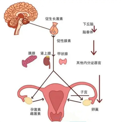 过了40岁AMH低就不好怀？错！忽略这一点，你可能白白焦虑了