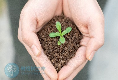 为什么孕酮升高就不能移植胚胎？不是“数值难看”，是“门提前关了”