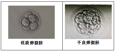 取卵多VS取卵少，哪个试管成功率更高？