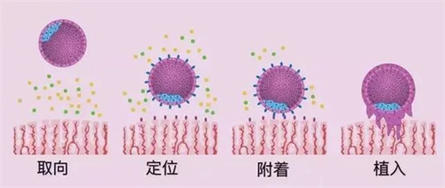 HCG正常却查出宫外孕？B超这一步为什么不能省