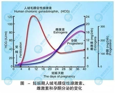 HCG正常却查出宫外孕？B超这一步为什么不能省