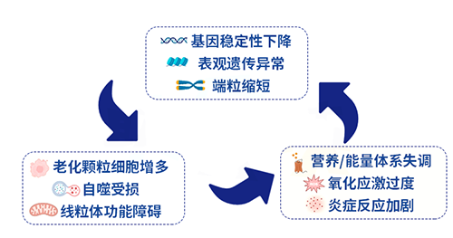 卵巢为什么会提前衰老？国际文献筛出9大关键，第1个就和70%胚染异常相关！