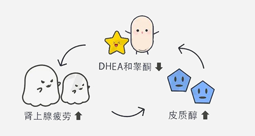 别补错了!雌孕激素的上游是它,一直被忽略,难怪卵泡越来越少……