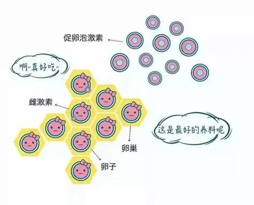 明明取到卵了，为何最后“全军覆没”？前沿研究揭秘医生没来得及说的4个真相！