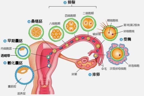 泰国试管婴儿囊胚移植成功率高达85%