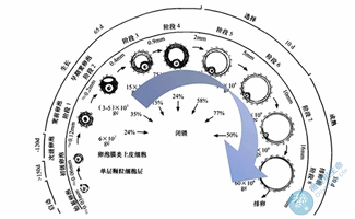 AFC窦卵泡检测有什么用