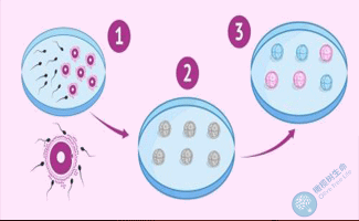 移植低级别胚胎一定不能怀孕吗