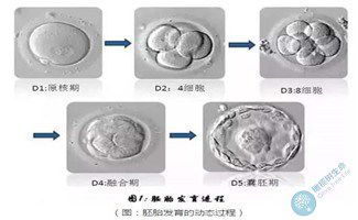 做三代试管取卵后几天可以看胚胎