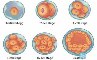 三代试管婴儿囊胚级别怎么看？
