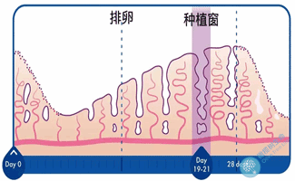 试管婴儿胚胎移植，适合着床的子宫内膜厚度是多少？