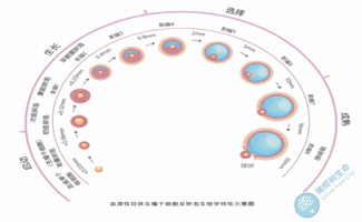 试管婴儿胚胎前传——卵泡发育的发育史！