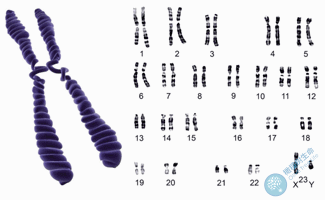 详解胚胎染色体异常的原因！