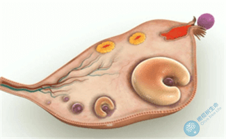 橄榄树生命分享：促排期间FSH高对卵泡质量的影响