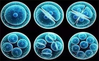 D3胚胎和D5胚胎，移植的时候有区别吗?