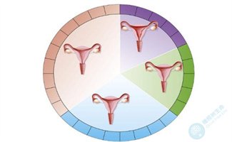 子宫内膜厚度与试管婴儿胚胎着床：揭秘理想标准