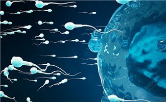 20年后半数男性要靠试管？精子问题正在拖垮备孕计划