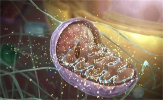 秒杀昂贵线粒体补充剂！3招“重塑”线粒体，强势提升卵巢功能~