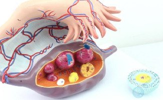 B超检查有卵泡却无排卵？别担心，试管婴儿技术为您打开“好孕”之门