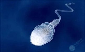 精子质量，才是决定你家娃真正的“起跑线”！