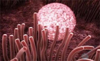 多次移植不着床，或许这才是真相……